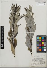 Foto von Salix humilis Marshall